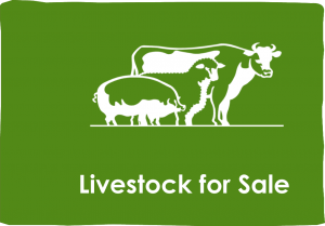 original-livestock_for_sale.png20160708-30291-kbu1ch