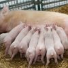 Weaner Pigs for Sale