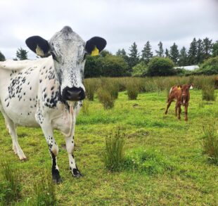 Dromineann & adopted angus heifer